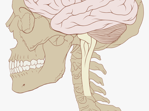Human Brain And Skull