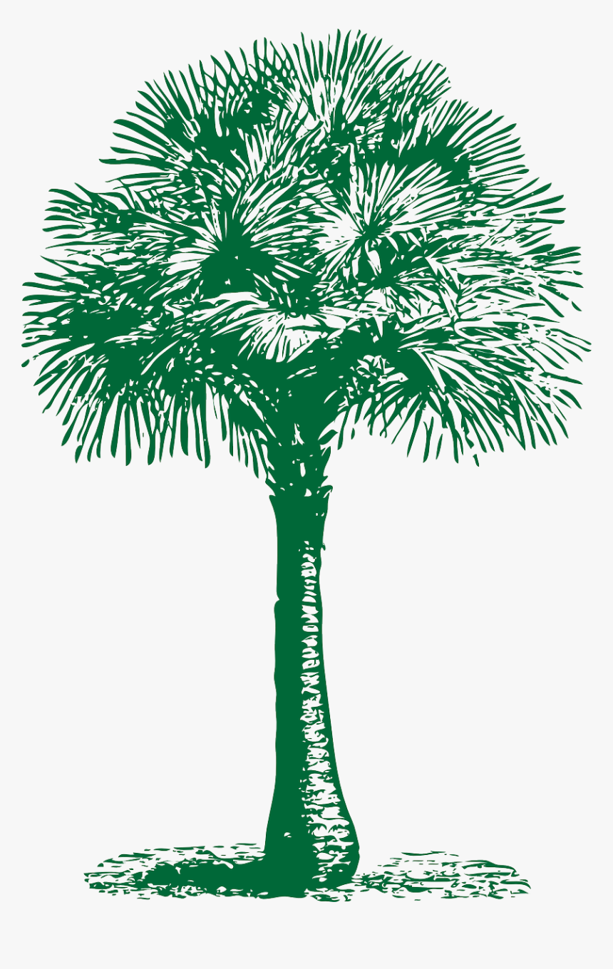 Transparent Palm Png - Tree Fan 