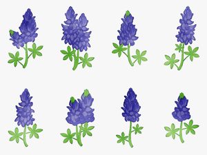 Bluebonnet Purple Lavender Cut Flowers Tree - Lupin