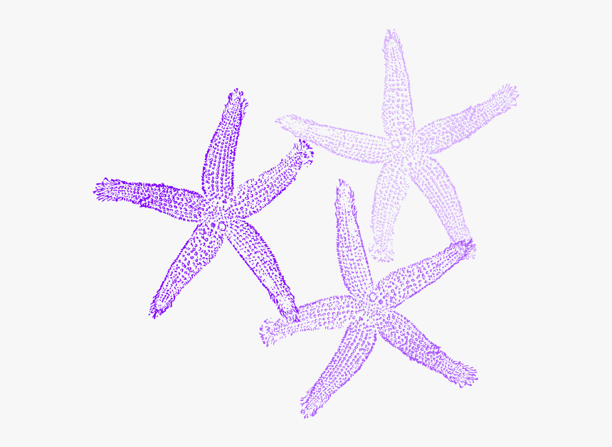 Transparent Background Starfish Clip Art
