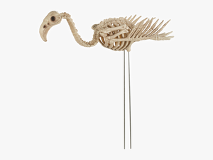 Skeleton Flamingo - Skeleton Of A Flamingo