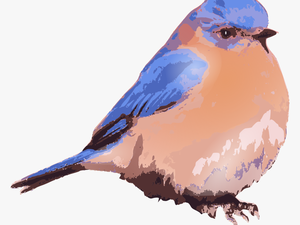 Eastern Bluebird - Clip Art Eastern Bluebird Art
