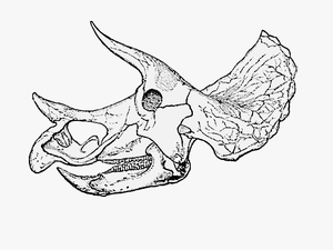 Triceratops Prorsus Old Skull004 - Triceratops Skull Line Drawing