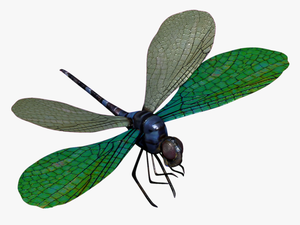 Download Dragonfly Transparent Png For Designing Projects - Dragon Fly Png