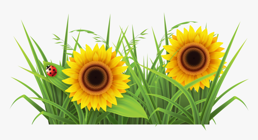 Sunflowr With Grass Png Background - Grass Clipart