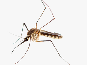 Adobe Mosquito - Mosquito