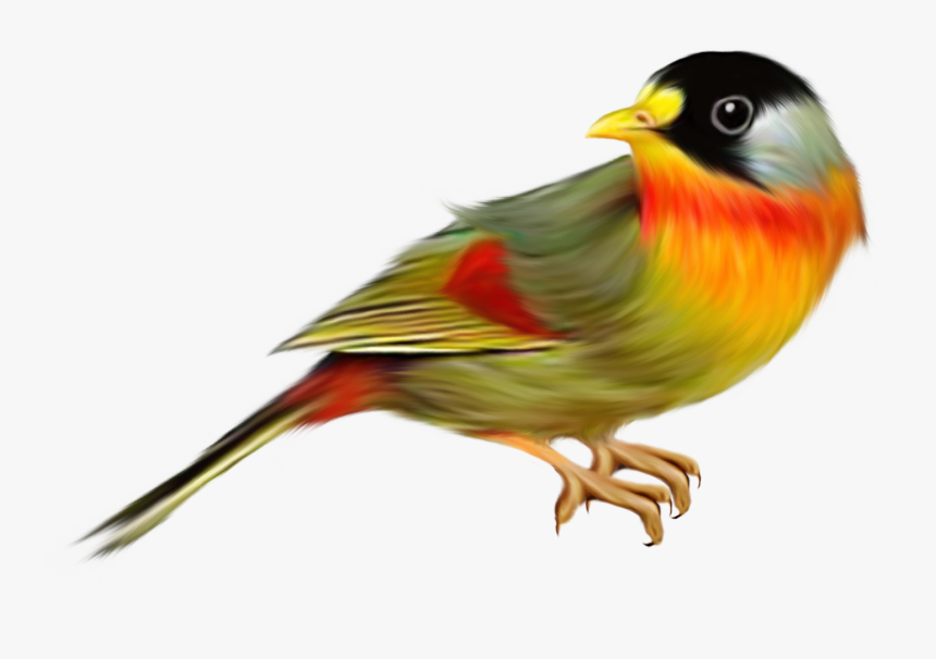 Finches Png