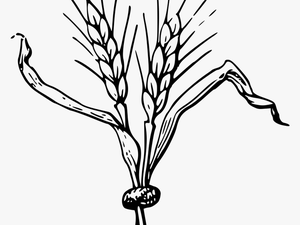 Jpg Royalty Free Grain Drawing Easy - Clip Art Of Barley