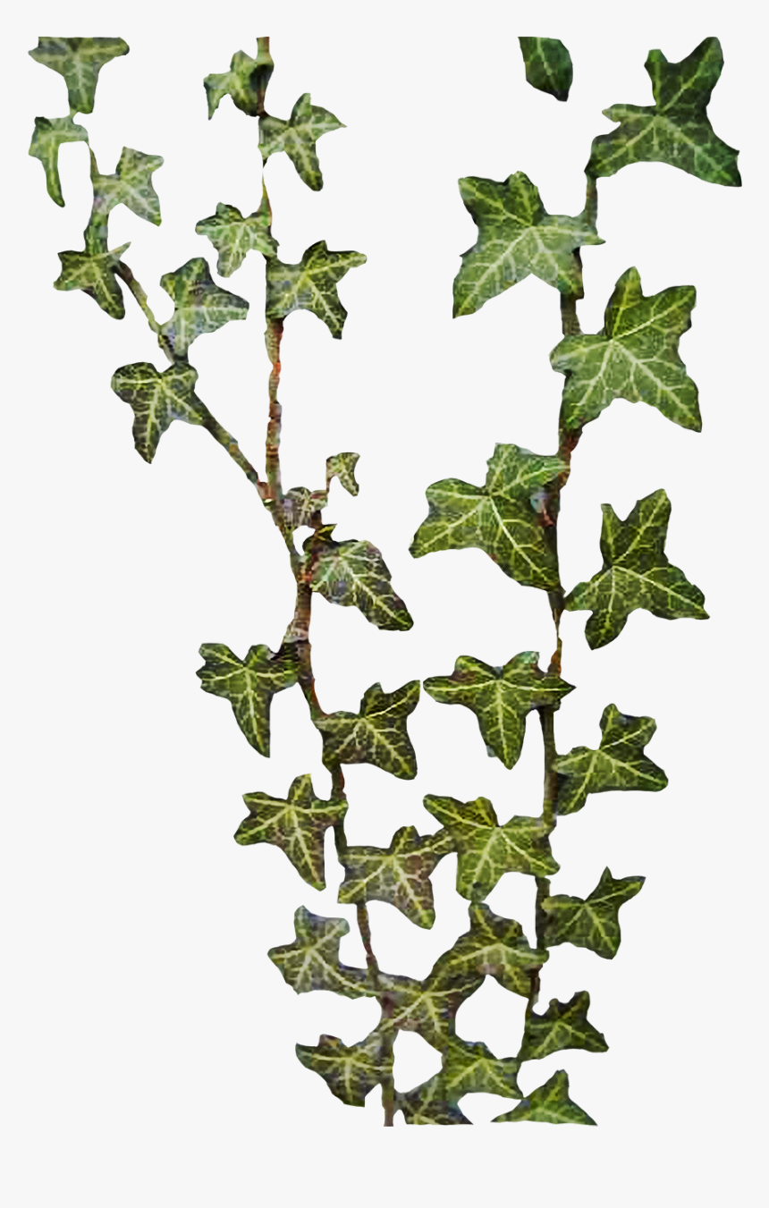 Best Free Ivy Png Image - Hedera
