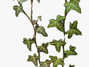 Best Free Ivy Png Image - Hedera Png
