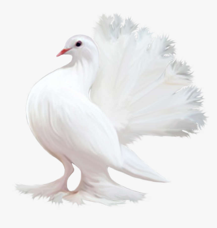 Pigeon Png - Güzel Renkli Kuş 