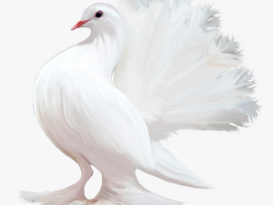 Pigeon Png - Güzel Renkli Kuş Resimleri