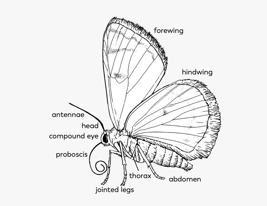 Butterfly-parts - Proboscis Drawing Butterfly