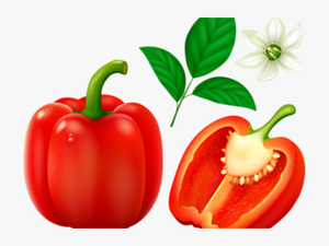 Pepper Clipart Different Kind Fruit - Green Bell Pepper Clipart