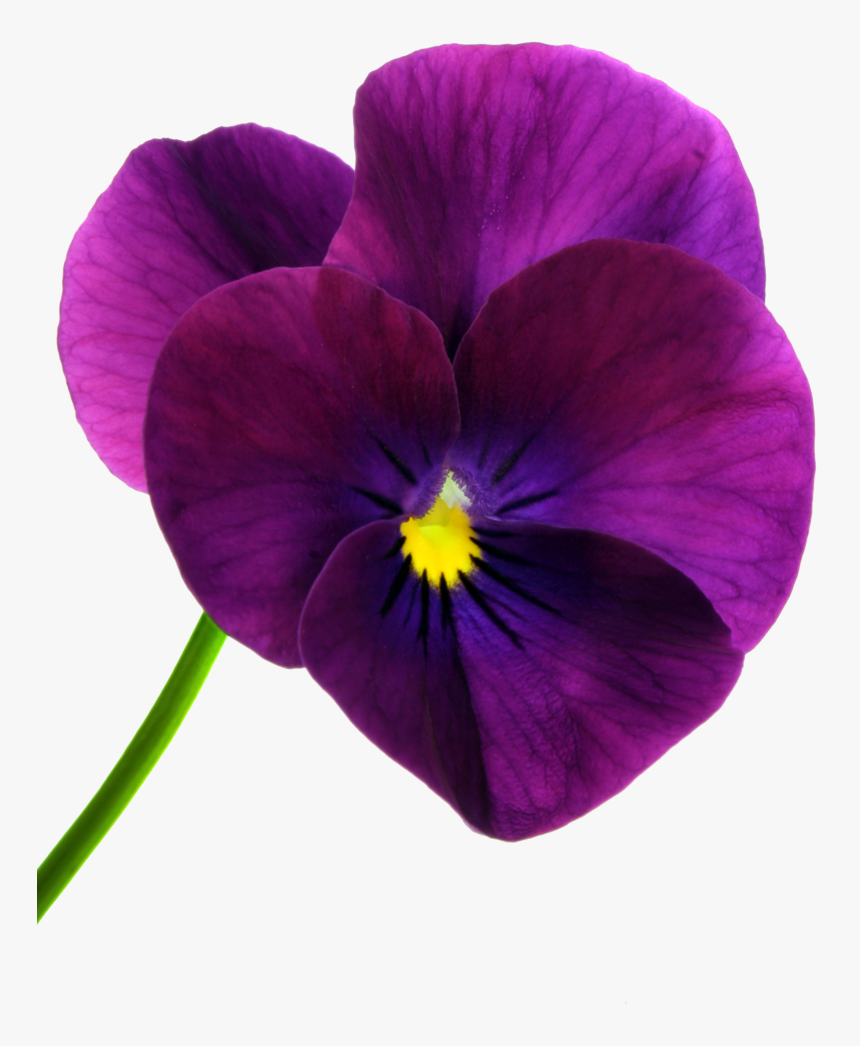 Clip Art Pansy Yahoo Image Search - Purple Poppy