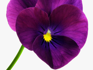 Clip Art Pansy Yahoo Image Search - Purple Poppy