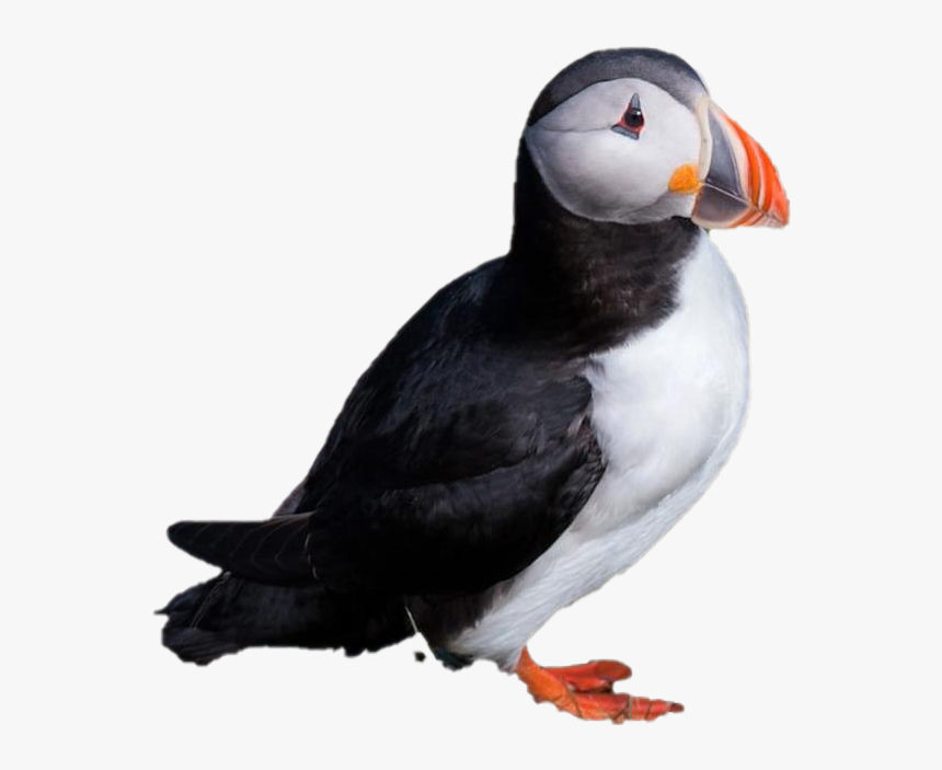 Single Puffin Png Clipart - Atla