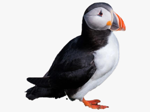 Single Puffin Png Clipart - Atlantic Puffin