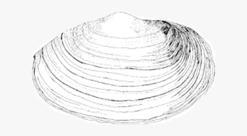 Soft Shell Clam Drawing
