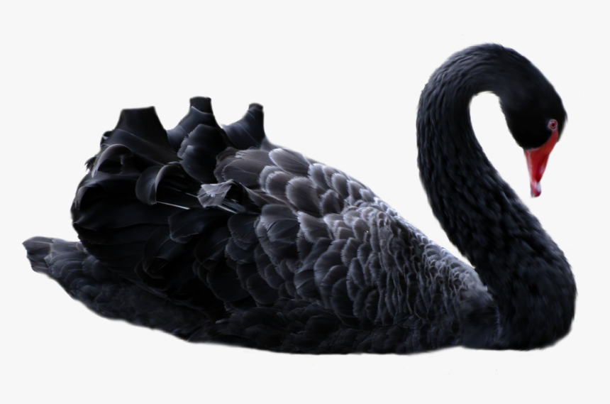 Black Swan Png