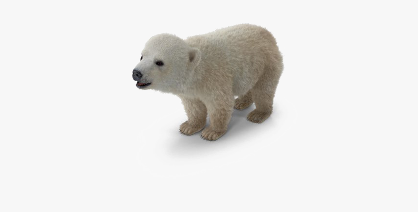 Polar Bear Png Background Image - Polar Bear