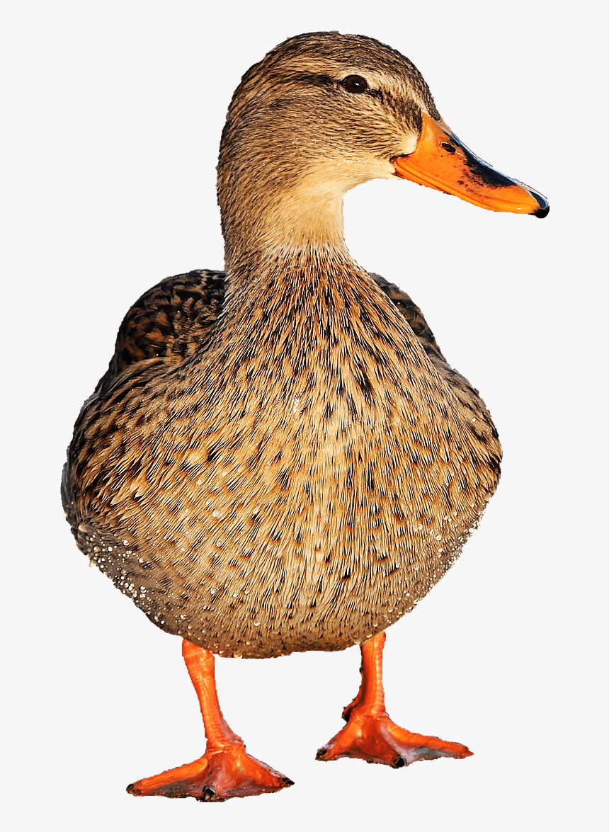 Duck Female - Transparent Duck Png