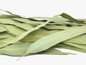 Organic Eucalyptus Leaves - Sage