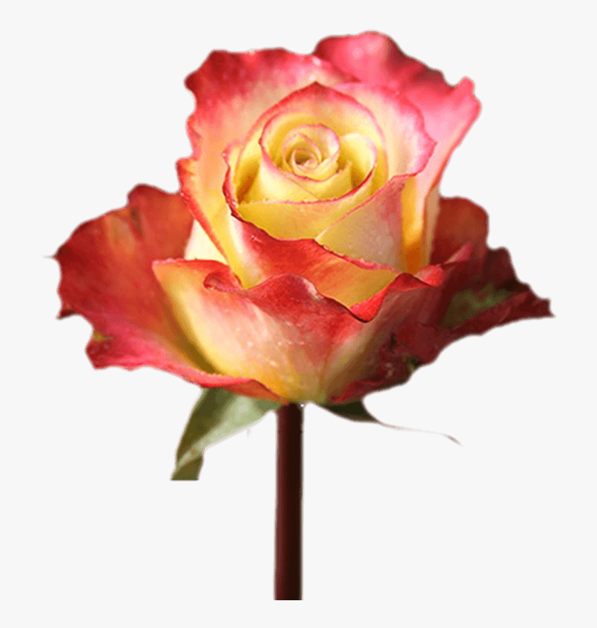 Valentine S Day Fundrasing With Flowers Single Roses - Floribunda