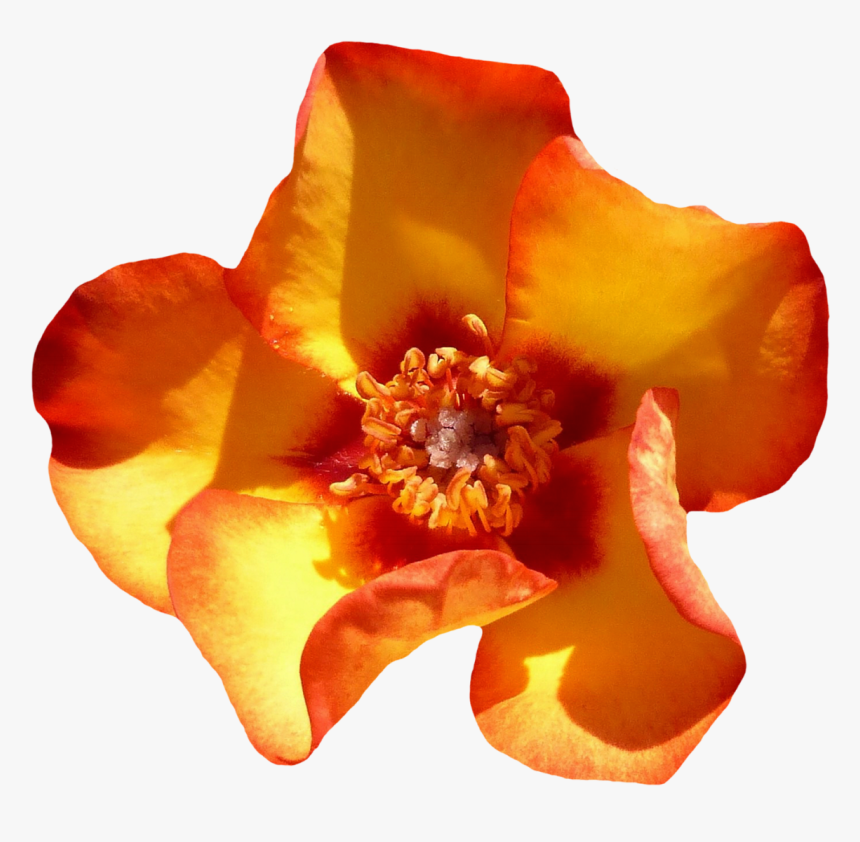 Yellow Rose Flower Top View Png 
