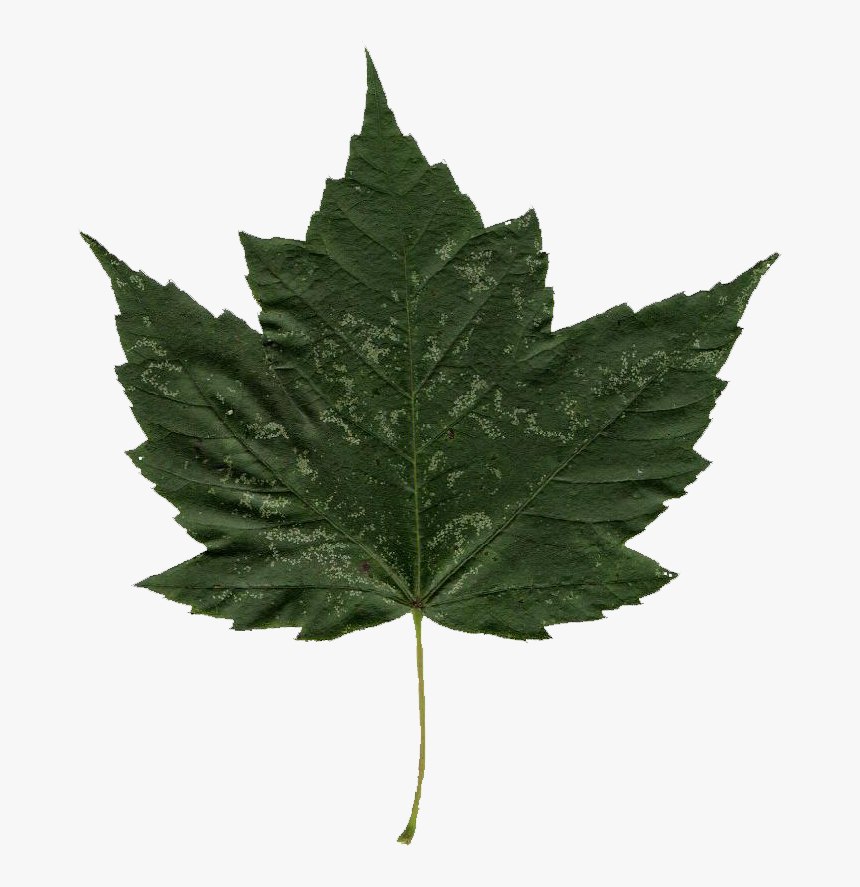 Highbush Cranberry Leaf