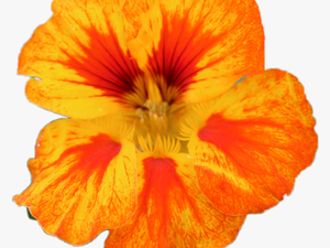 #flower #nature - Hawaiian Hibiscus