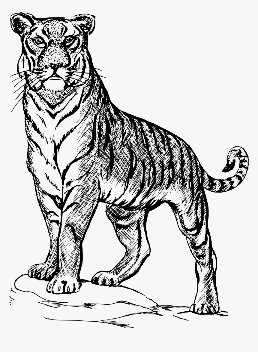 Tiger Png Clipart - Outline Images Of National Symbols