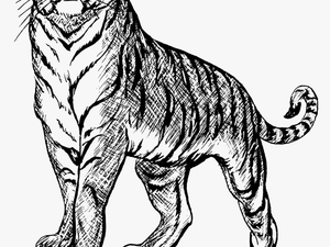 Tiger Png Clipart - Outline Images Of National Symbols