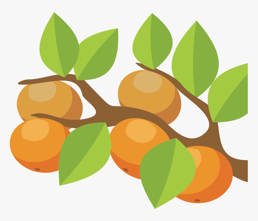 Vector Orange Tree Png