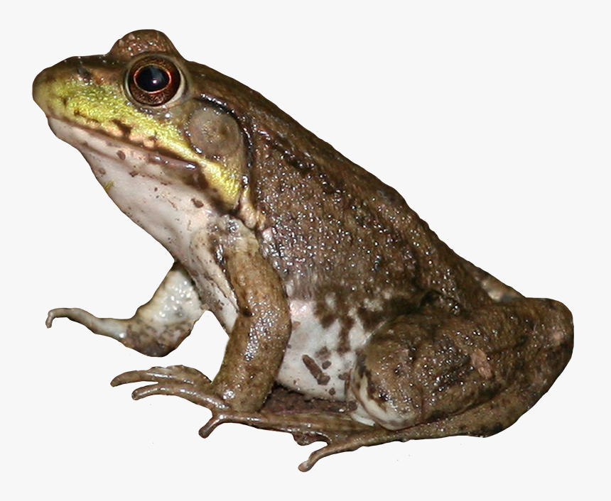 Brown Frog Png - Eastern Spadefo