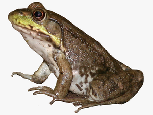 Brown Frog Png - Eastern Spadefoot