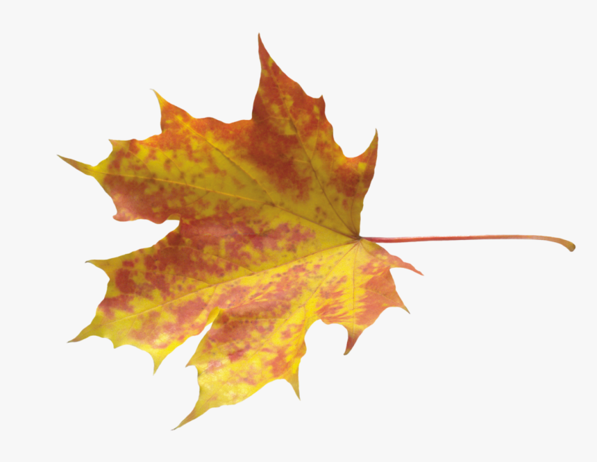 Yellow Leaves Png Image - Falling Leaves Psd Free