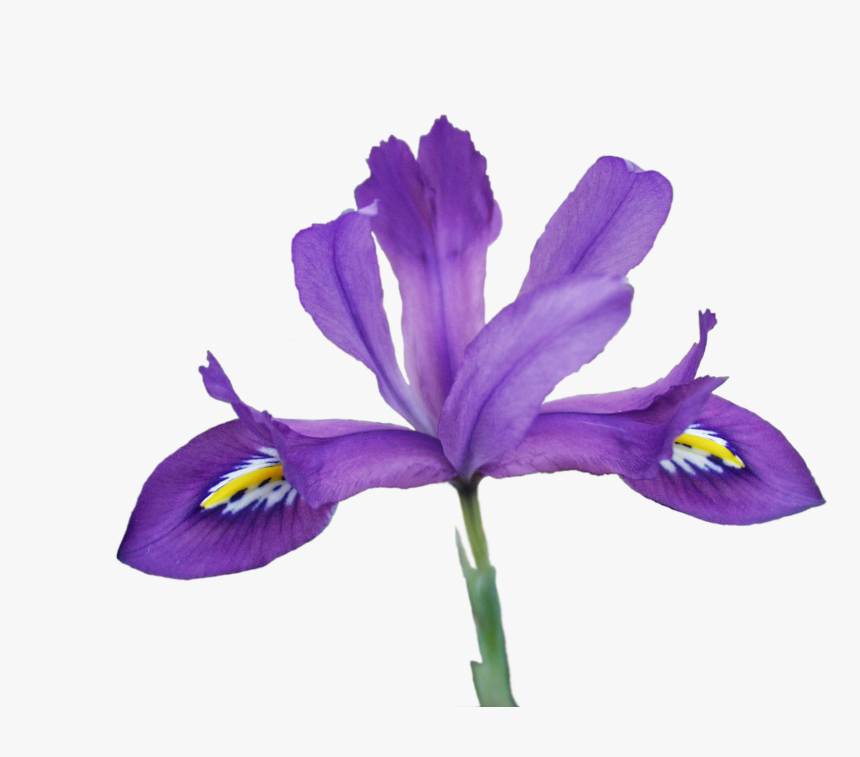 Scentsational2 - Iris Versicolor
