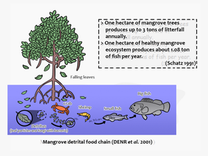 Importance Of Mangroves For Fish