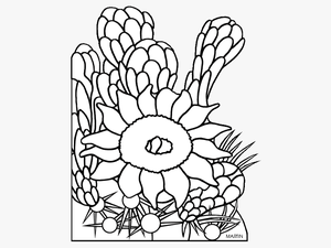 Clip Art Arizona Flower Clipart Png - Flower Of A Saguaro Cactus Drawing
