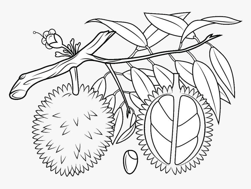 Fruit Tree Clipart Black And Whi