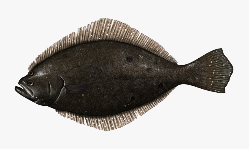 Transparent Flounder Png - Fish 