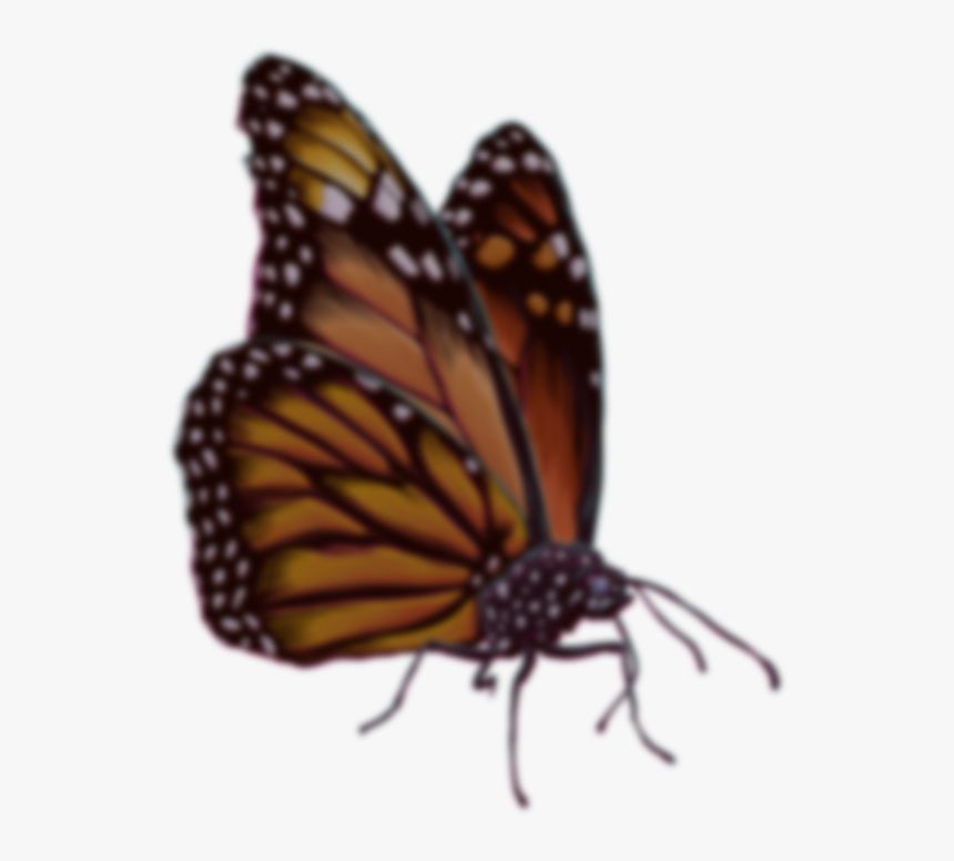 Join The Cali Roots Email List Monarch Butterfly- - Monarch Butterfly