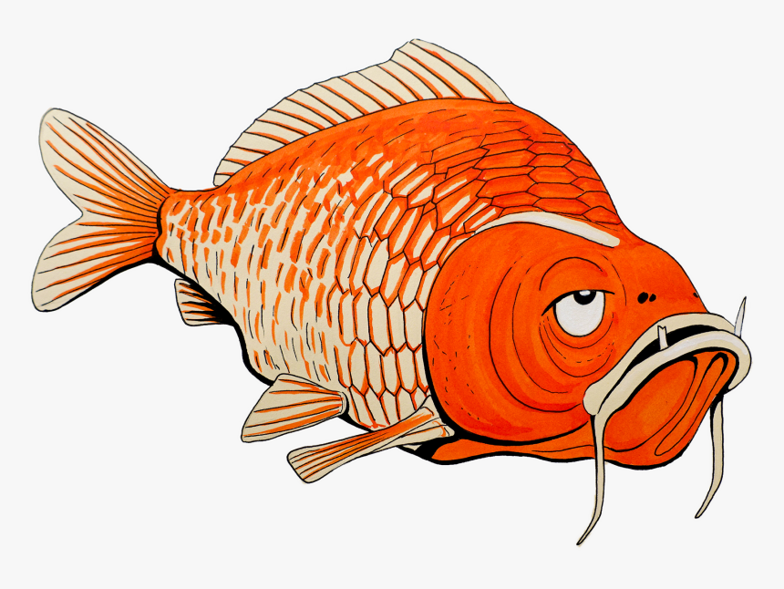 Drawing Goldfish Pretty - Coral Reef Fish