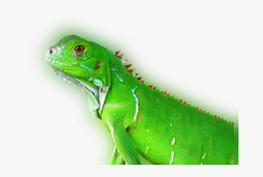 Transparent Reptile Eye Png - Tropical Animal Png