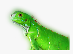 Transparent Reptile Eye Png - Tropical Animal Png