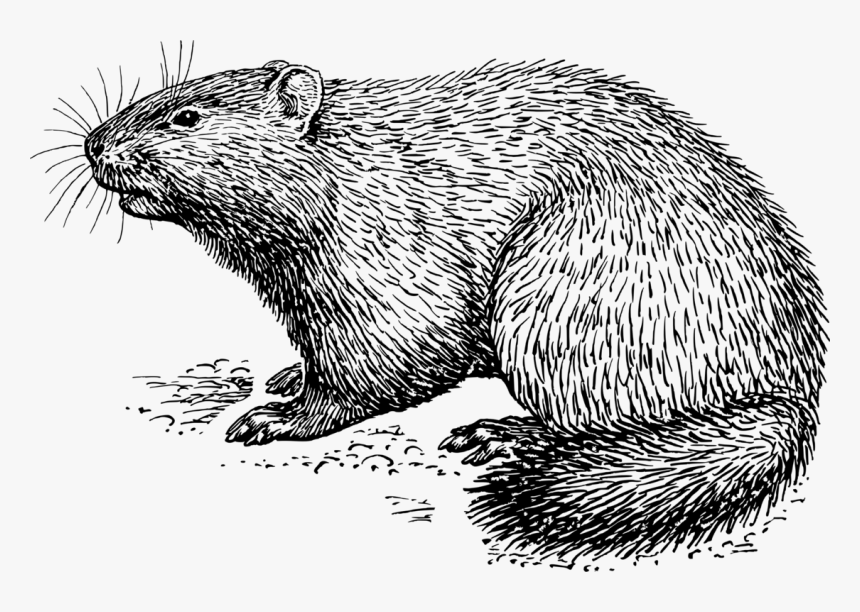 Groundhog Black And White Clipart