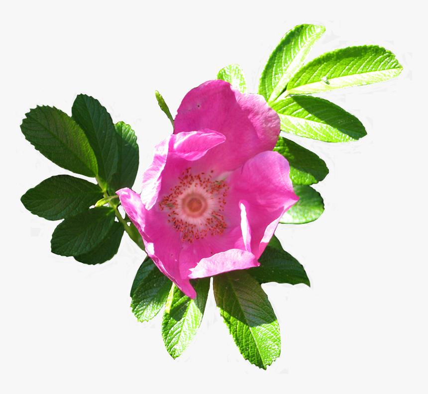 Blooming Dog Rose Image
