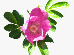Blooming Dog Rose Image