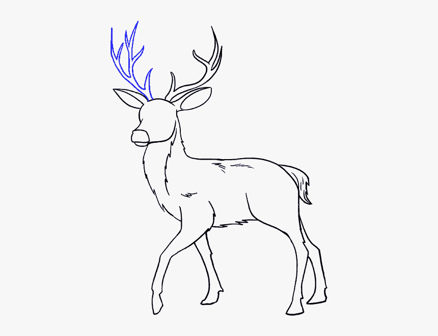 How To Draw Deer - Drawing